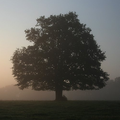 Baum im Nebel und im Gegenlicht