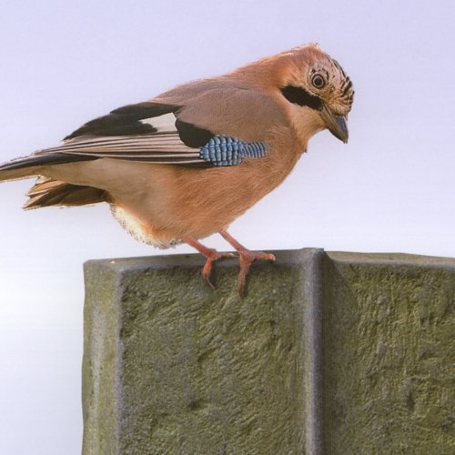 Vogel sitzt auf einem Grabstein